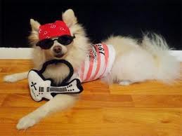Dog with Bret Michaels Pet Rocks Collection.658