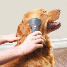 Brushing dog