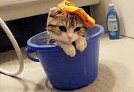 Cat being bathed in a bucket