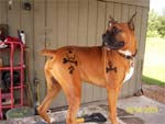 Budda the Boxer with his Pet-Toos