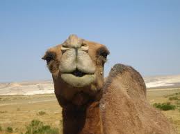 Camel