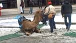 Camel falls down