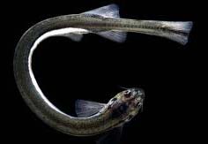 Candiru Catfish