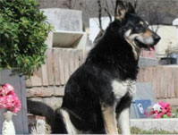 Capitan at his master's grave.670