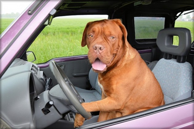 Dog Driving Car