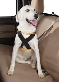 Dog in car safety harness