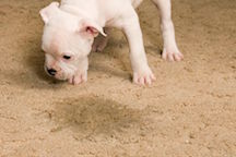 Dog Stain on Carpet