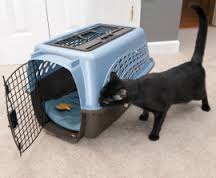 Cat Sniffing Carrier in Home