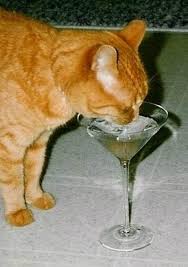 Cat Drinking Alcohol