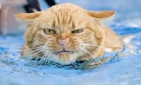 Cat in water