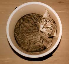 Cat in a bucket