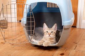 Cat in Carrier