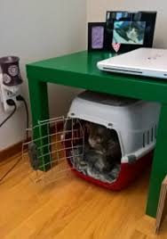 Cat Carrier in Living Room