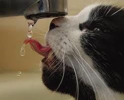 Cat drinking water from faucet