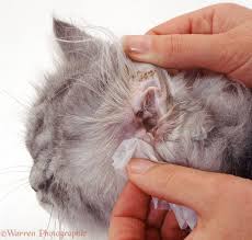 Cleaning a cat's ear