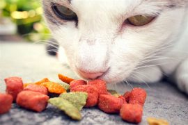 Cat Eating