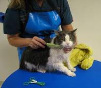 Cat being groomed