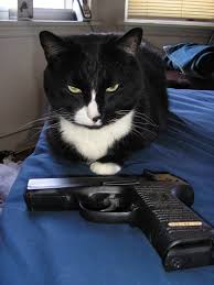Cat With a Gun