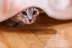 Cat Hiding Under Bed