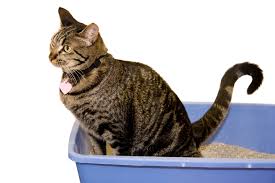 Cat Using LitterBox