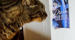 Cat Looking at Poster