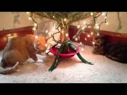 Cat Drinking Christmas Tree Water