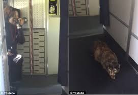 Cat Loose on Airplane