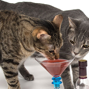 Cats With Pet Wines