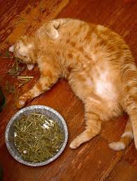 Cat on Catnip