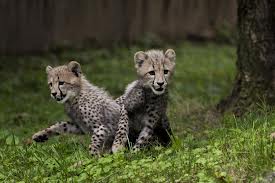 Cheetahs.664