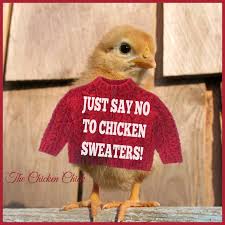 Chicken Sweaters