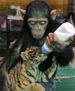 Dodo the Chimpanzee feeding Tiger