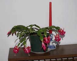 Christmas Cactus plant