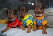 Triplet Chihuahuas from cloned Bob.640