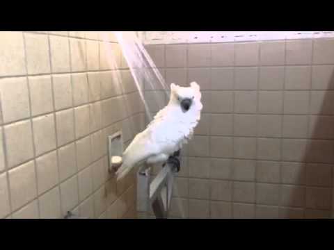 Cockatoo in Shower