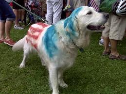 Dog colored as American Flag