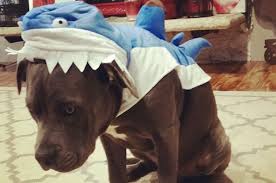 Unhappy Dog in Costume 