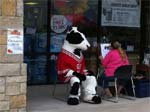 Person in cow costume