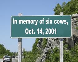 Roadside memorial for cows
