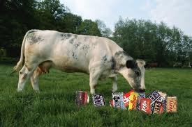 Cow eating candy.667