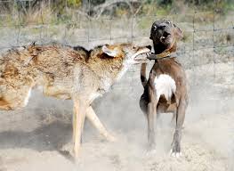 Coyote Attacking Dog