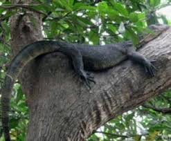 Crocodile in Tree