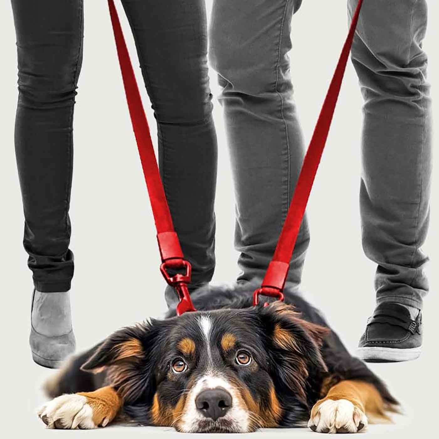 Who Gets The Pet In A Divorce? Who Gets The Pet In A Divorce?