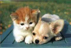 Cute Kitten and Puppy