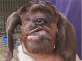 Cyclops goat