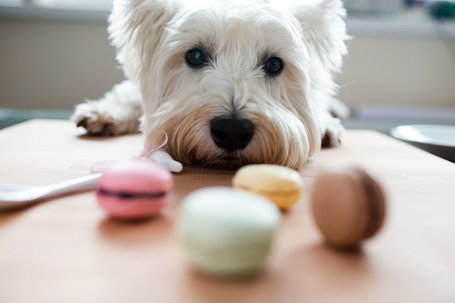 Xylitol can kill your dog