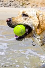 Dog with ball in mouth