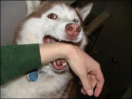 Dog biting hand