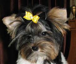 Dog wearing bow