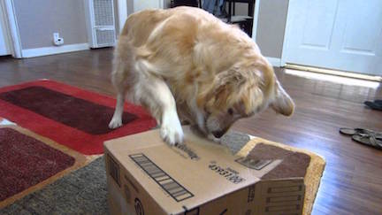 Dog Digging in Box